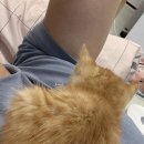 행배