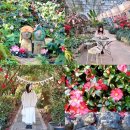 와룡가든 | 제주도 서귀포 가볼만한곳 카멜리아힐 제주 관광지 제주도 동백꽃 명소