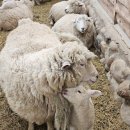 진부목장 | 평창 가족여행 가볼 만한 곳 대관령 양떼목장 아이와 함께 다녀온 후기