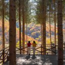 (야간)치유요가 이미지