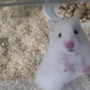 우다다햄쮸 이미지