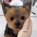 뽀야 | [강아지 아트돌 주문제작 후기] 94 그리고 뽀야