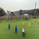 리츠펫 선물 이미지