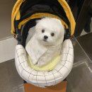 희동이의 하루 | 인천강아지분양예쁜말티즈분양간희동이소식~♡