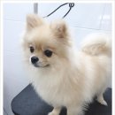 Hello멍 이미지