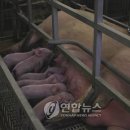 돼지농장 이미지