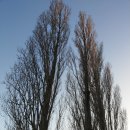 포플러(poplar) 이미지