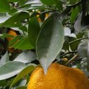 이상만농장 이미지