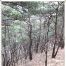 사일산 이미지