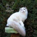 애묘(고양이)백과 - 라가 머핀 (Raga Muffin) 이미지