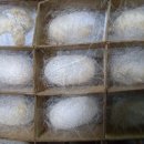 영해농장 이미지