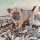 밤섬농장 이미지