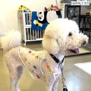 큰댕이네 이미지