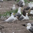 동갈매기 이미지