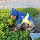 빛나농장 이미지