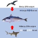 생선 - 관악구 남부순환로 1739-8 | 생선