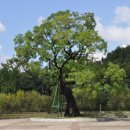 보호수광장 이미지