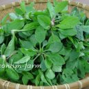 질경이농장 이미지