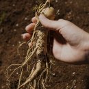 경북영주 풍기인삼축제 이미지