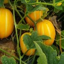 보화농장 이미지