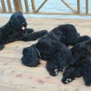 새섬리조트 이미지