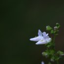 산박하(흰색) 이미지