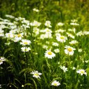 초록바람 이미지