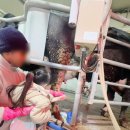 젖소목장 | 하루가 순삭 ㅣ 김포연보람목장 아이체험 후기.가격 (젖소·피자·동물먹이주기•트랙터까지)