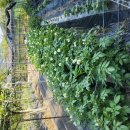 성가농장 이미지