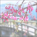 * 4월의 나른한 햇살 아래에서 (Under the Drowsy Sunlight of April)