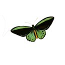 75 vintage butterfly graphics 이미지