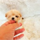 아옹아 멍멍해봐 애견미용실 | 평택리트리버분양 새끼강아지 입양 해요