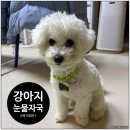 산강아지 | 강아지 눈물자국 고민으로 시작한 내가 직접 산 피부 영양제 후기 <계속 급여중>