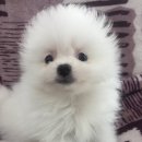 대구애견조류원 이미지