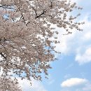 봄이꽃피다 | 삼척 맹방유채꽃축제 만개 시기 후기 | 주차 . 인생샷포인트