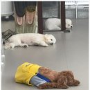 루앤멍 | 일산애견유치원 입소 전 리얼후기! 루앤멍 이용기🐶