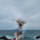 [간절곶애견동반여행]솜이랑 첫 바다여행 울산 간절곶후기❣