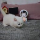 대구고양이분양 나비캣 이미지