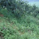 조아농장 이미지