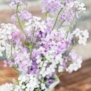 바이올렛 이미지