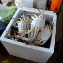 꽃게 의자 이미지