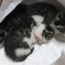 신용산초교 이미지