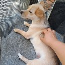 여름밤비