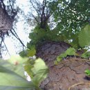 용추자연휴양림(함양) 이미지