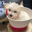 한국꼬똥켄넬 | [공지] 꼬똥드툴레아 분양 / 한국꼬똥켄넬 / 하동꼬똥 / 분양받는법, 분양가, 대기기간, 분양후기 등