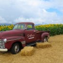 해바라기농장 이미지