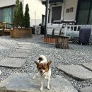 영월집 | [영월] 영월 숙소 추천 | 에어비앤비 감성 숙소 그린나무 영월 동쪽집 후기