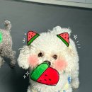 고려애견 이미지