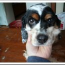 비비펫 동물병원 이미지