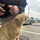 아송 | [강화도] 시원한 날씨에도 제격인 물회! 근데 덮밥과 탕을 곁들인 ..? “아송 물회 본점” 내돈내산 후기 🔥